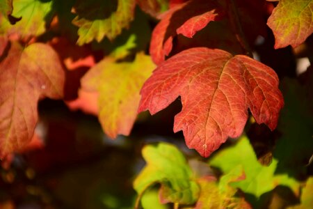 Autumn autumn season branch