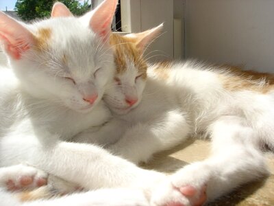 Sleep pet kitten photo