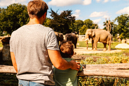 Father and son looking on the elephant at zoo photo