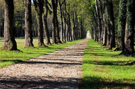 Nature forest tree lined avenue photo