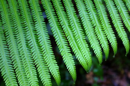 Close up fern leaf photo
