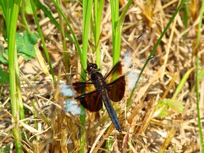 White wings bug photo