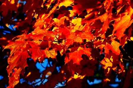 Fall leaf orange