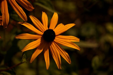 Wild flower flower pointed flower photo