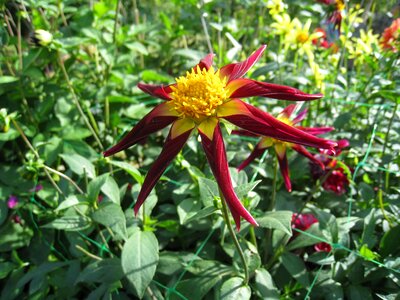 Red yellow green