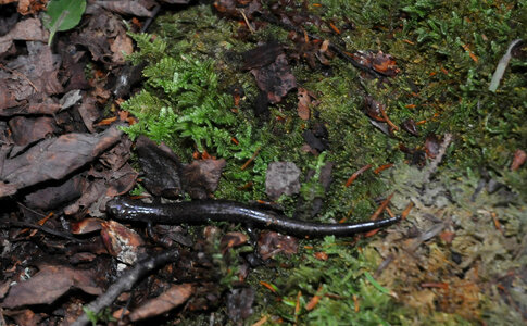 Cheat Mountain salamander photo