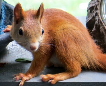 Brown nager rodent photo