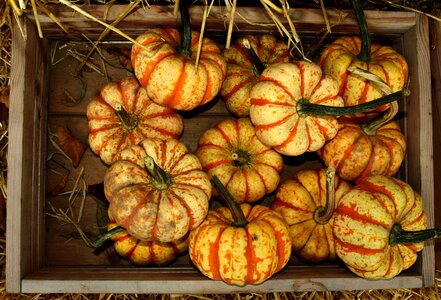 Autumn autumn season calorie