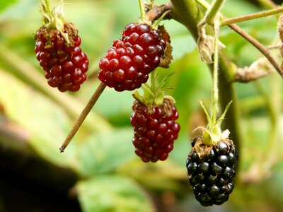 Fruits plant black photo