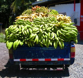 Panama food fruit photo