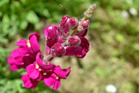 Purple wildflower flower