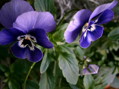 400–500 blue violet purple photo