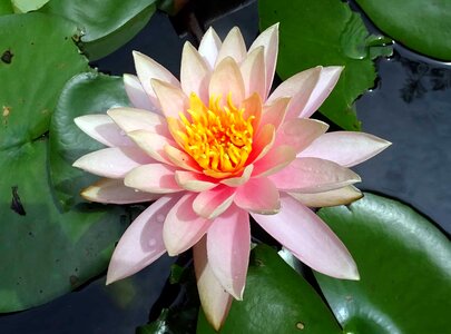 Aquatic beautiful flowers biology
