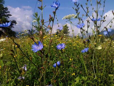 Bluebottle summer flowers nature