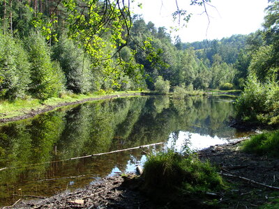 Beautiful forest lake in the morning