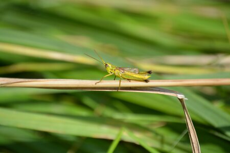 Insect grasshopper nature photo