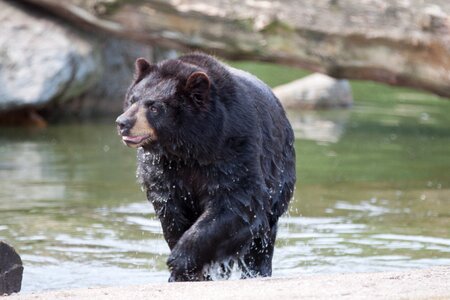 Water brown bear wild