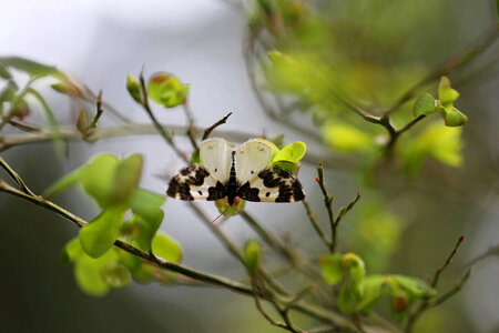 Western white-ribboned carpet moth 
