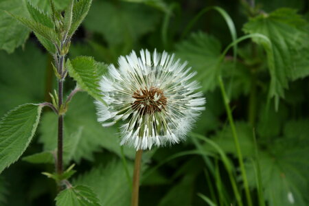 A common dandelion Taraxacum officinale with seeds missing photo