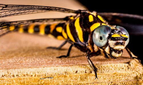 Close up wing chitin photo