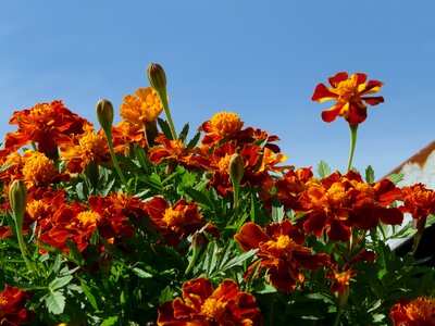 Colorful color marigolds photo