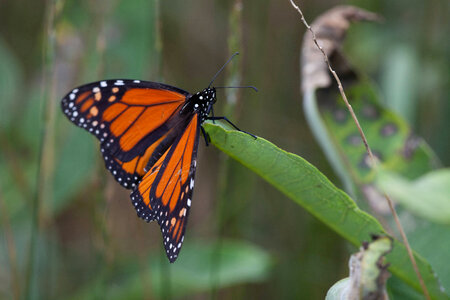 Adult monarch butterfly on milkweed photo