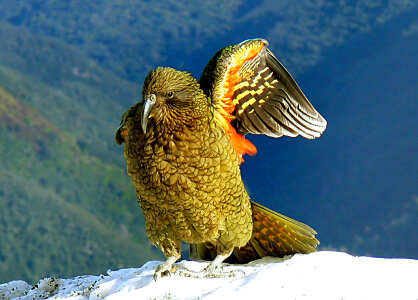 Kea Wing in New Zealand photo