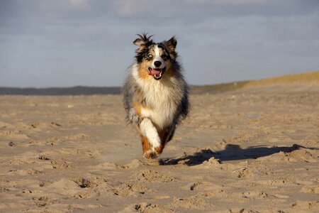 Dog shepherd race