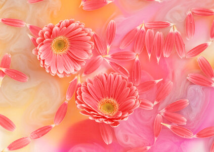 Daisy flowers on pink background photo