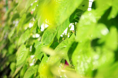 Green leaves
