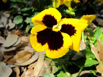 Yellow black blossom