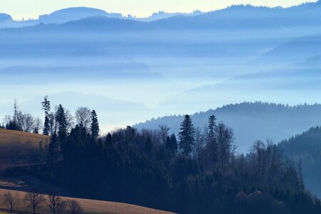 Cloud cold conifer photo