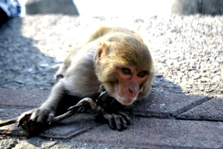 Monkey Chain Captive