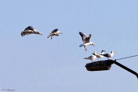 Seagulls wings nature photo