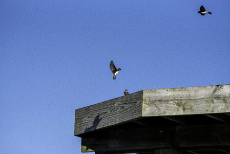 Small Birds interacting in flight