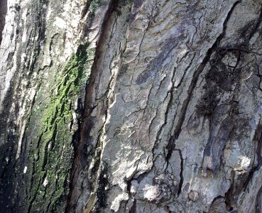 Tree organic agriculture