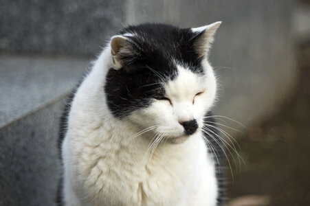 21 Cat