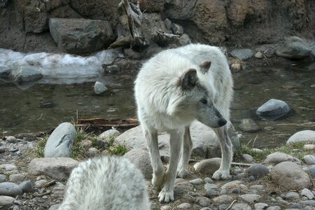 Mammal white gray wolf