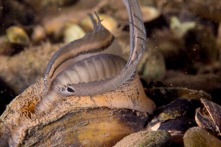 Plain pocketbook mussel displaying lure, fish mimic with eye spot-1