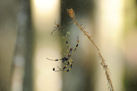 Animal bug spinning