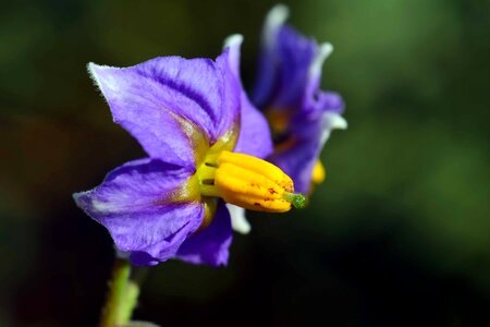 Beautiful Flowers bloom blooming