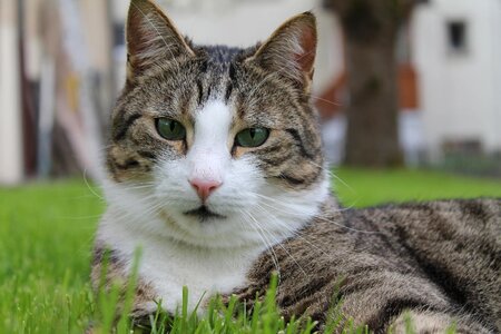 Cat's eyes animals curious photo