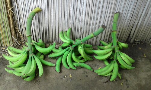 Ground village banana photo