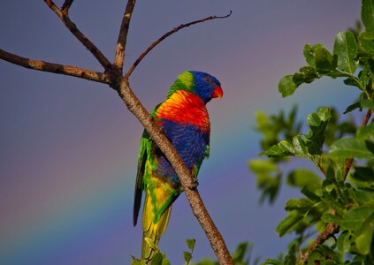 Bird rainbow sky photo