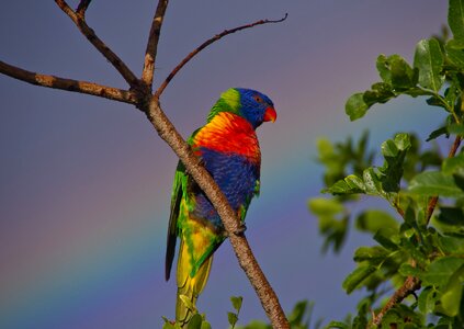 Bird rainbow sky