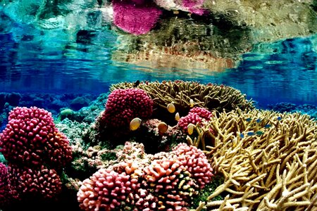 Colorful underwater landscapes