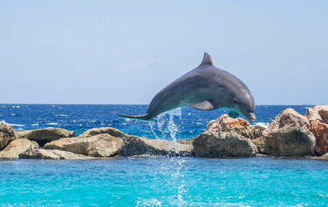 Fish animal ocean photo