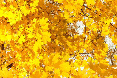 Yellow Leaves photo