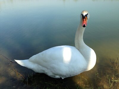 Elegance graceful lake