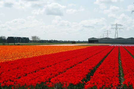 Bulb netherlands bulb tulips